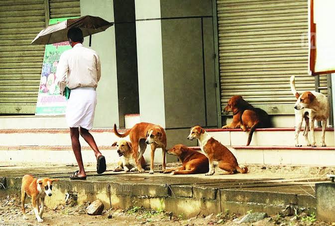 PROTECTION OF ANIMAL RIGHTS AND CITIZEN RIGHTS WITH REGARDS TO THE STRAY DOG  CONCERN IN INDIA. - Prime Legal